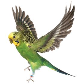 "KIT" INICIAL ANILHAS ELÁSTICAS PARA CANÁRIOS E EXÓTICOS