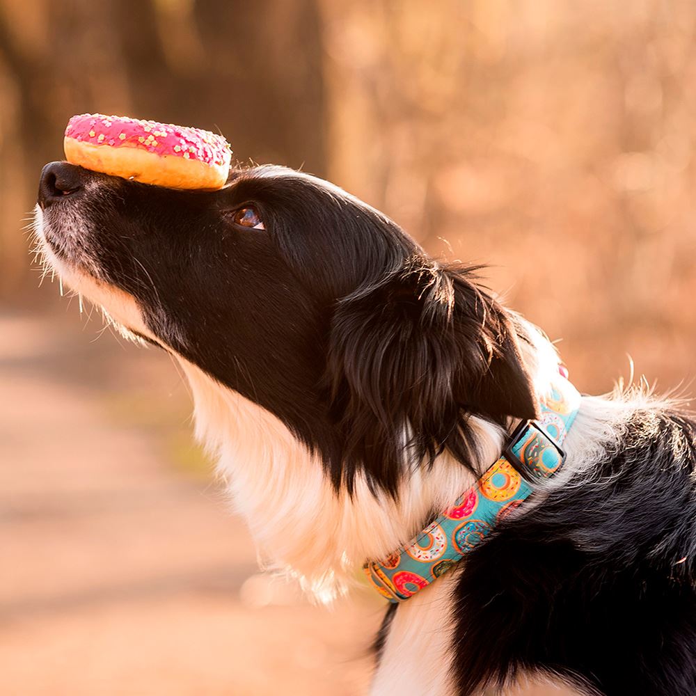 MAX & MOLLY - COLEIRA COM ID TAG "DONUTS"