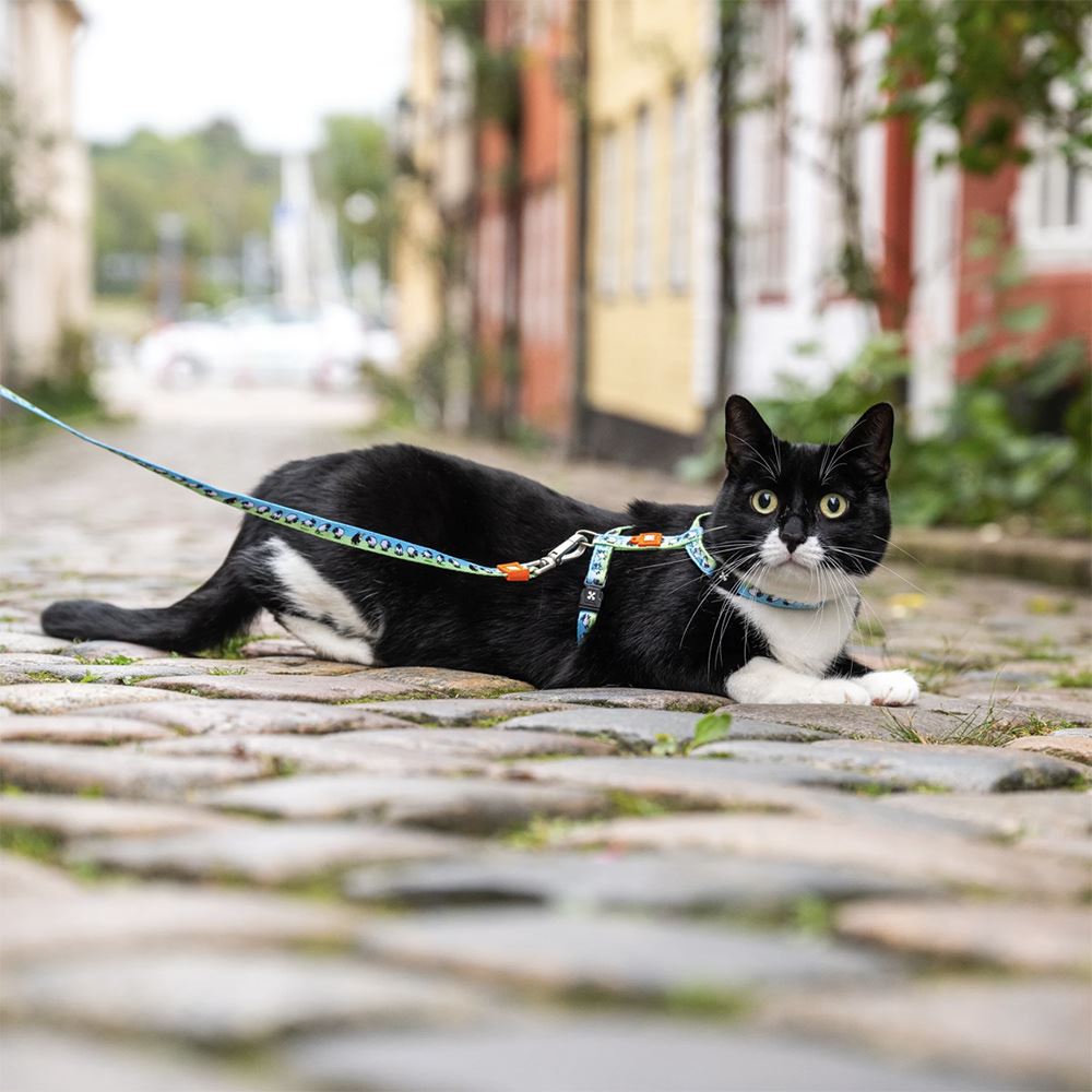 MAX & MOLLY - CONJUNTO PEITORAL + TRELA "BLACK SHEEP" PARA GATO