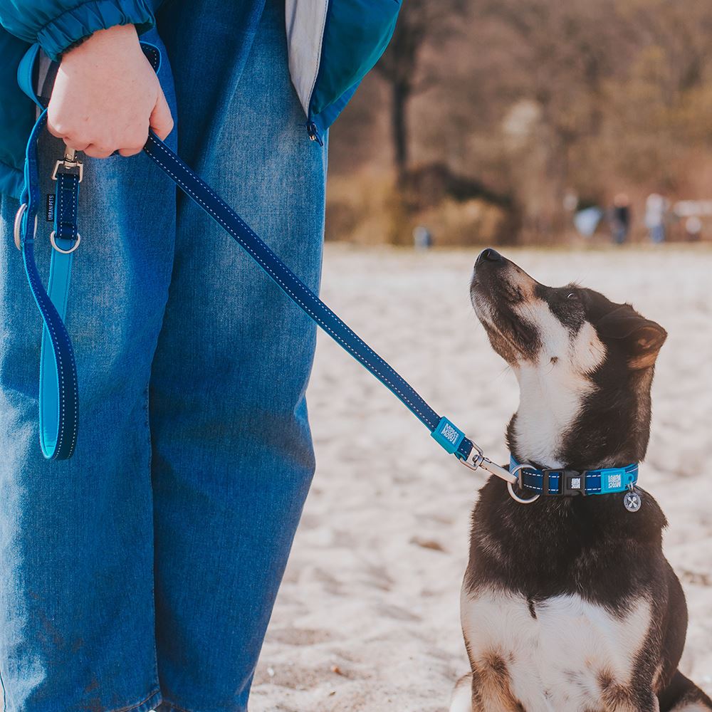 MAX & MOLLY - COLEIRA COM ID TAG "MATRIX SKY BLUE"