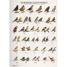 POSTER AVES DE CANTO DA EUROPA