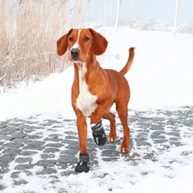 BOTA PROTETORA "WALKER ACTIVE" PARA CÃES