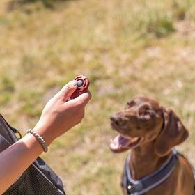 CLICKER "SPORTING" (PARA TREINO DE CÃES)