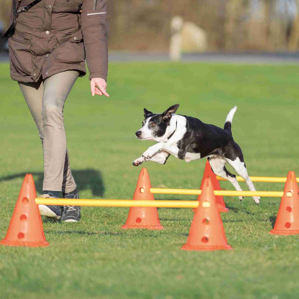 CONJUNTO DE OBSTÁCULOS PARA AGILITY