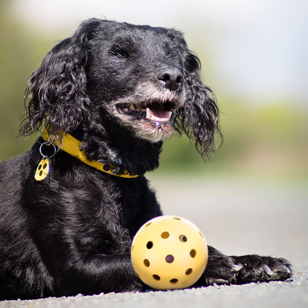 BOLA PARA CÃES INVISUAIS