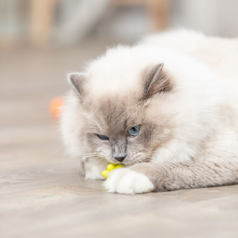 SATÉLITES EM PLÁSTICO PARA GATOS (4 UNIDADES)