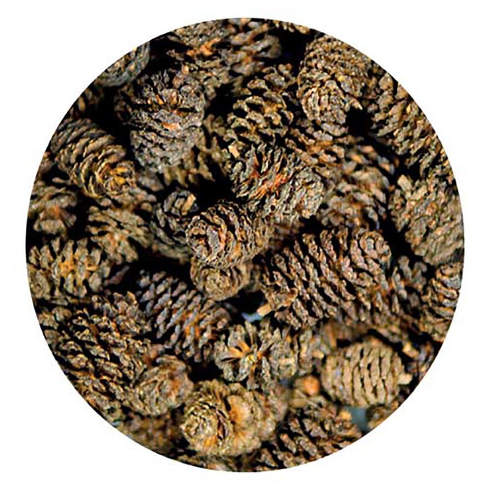 ALDER CONES (50 UNIDADES)