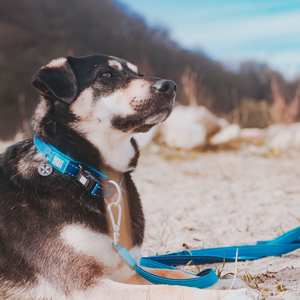 MAX & MOLLY - TRELA MULTI "MATRIX SKY BLUE"