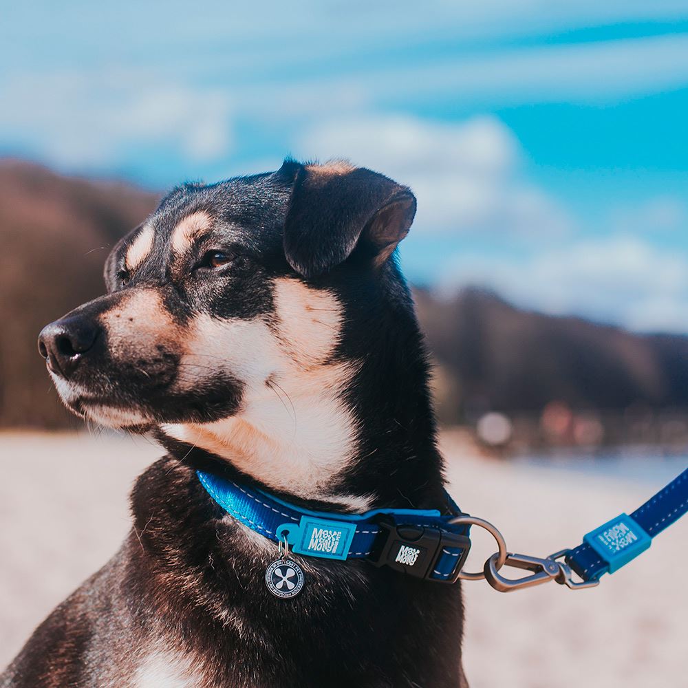 MAX & MOLLY - COLEIRA COM ID TAG "MATRIX SKY BLUE"