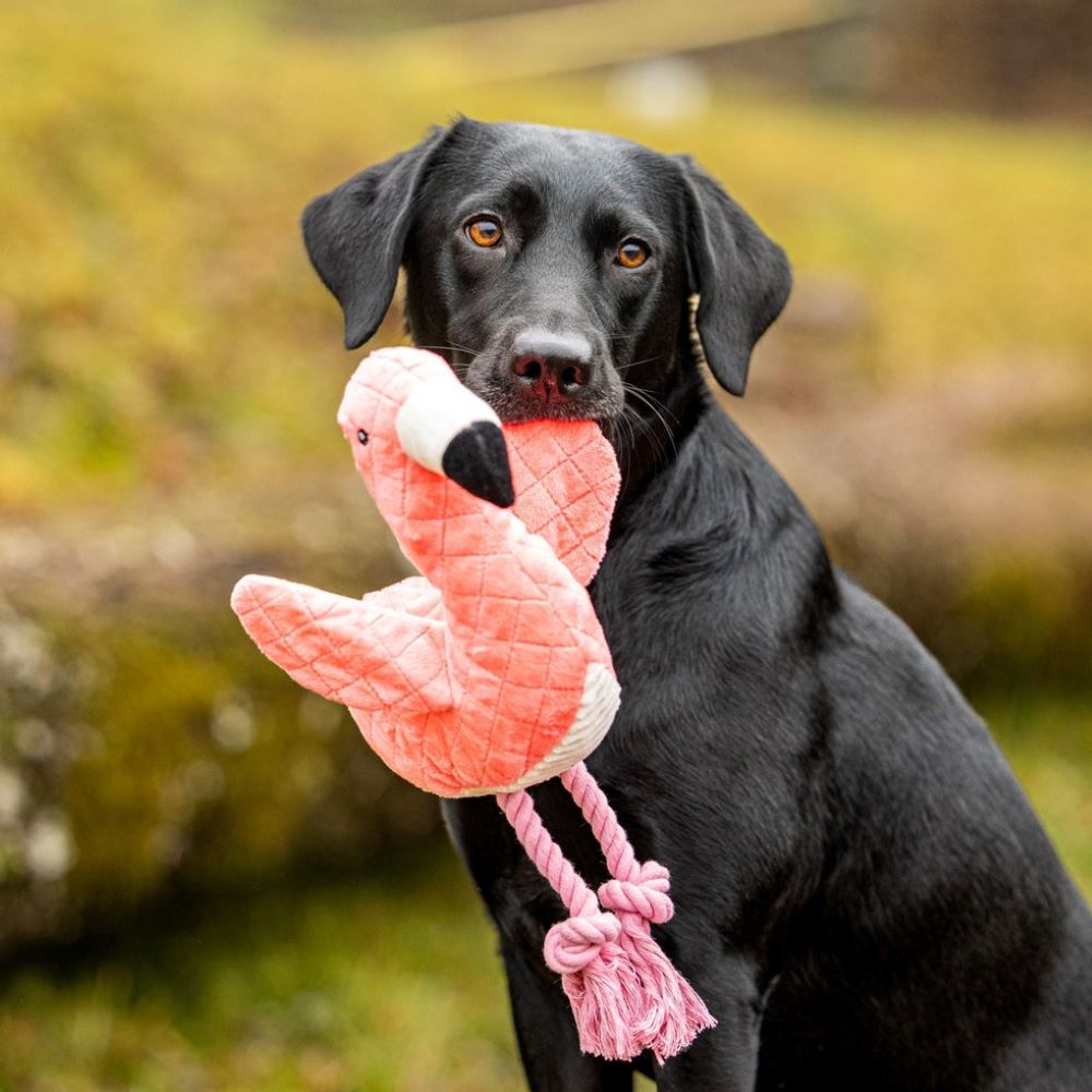 MAX & MOLLY - BRINQUEDO COM PELÚCIA "FLAMINGO SUNNY"