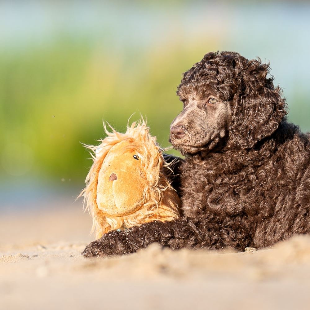 MAX & MOLLY - BRINQUEDO COM PELÚCIA "LEÃO GEORGE"