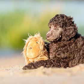 MAX & MOLLY - BRINQUEDO COM PELÚCIA "LEÃO GEORGE"