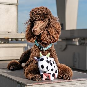 MAX & MOLLY - BRINQUEDO COM PELÚCIA "VACA CLAIRE"