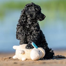 MAX & MOLLY - BRINQUEDO COM PELÚCIA "OVELHA BÁRBARA"