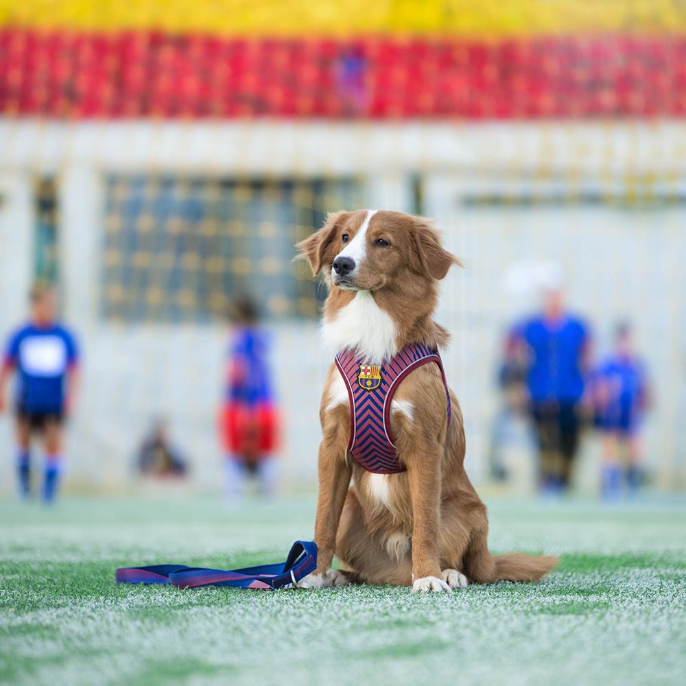 MAX & MOLLY - PEITORAL AIR-VEST "FC BARCELONA"
