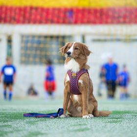 MAX & MOLLY - PEITORAL AIR-VEST "FC BARCELONA"