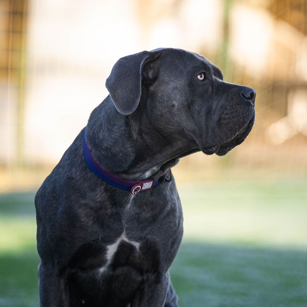 MAX & MOLLY - COLEIRA COM ID TAG "FC BARCELONA"