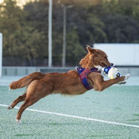 MAX & MOLLY - RINOCERONTE "FC BARCELONA" EM PELÚCIA