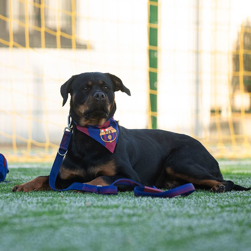 MAX & MOLLY - BANDANA "FC BARCELONA"