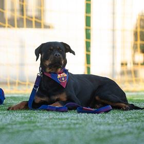 MAX & MOLLY - BANDANA "FC BARCELONA"