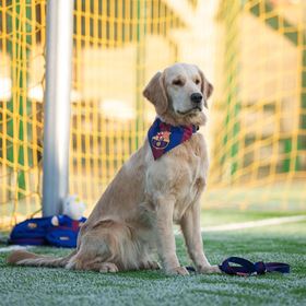 MAX & MOLLY - BANDANA "FC BARCELONA"