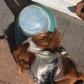 COMEDOURO/BEBEDOURO ESPECIAL PARA RAÇAS DE ORELHAS GRANDES