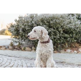 COLEIRA "RUSTIC RIVET" EM COURO