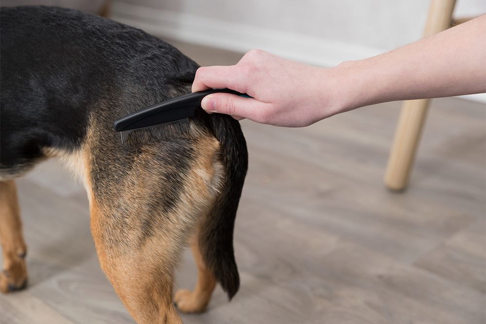 PENTE PARA RETIRAR PULGAS E PÓ PARA GATOS E CÃES PEQUENOS