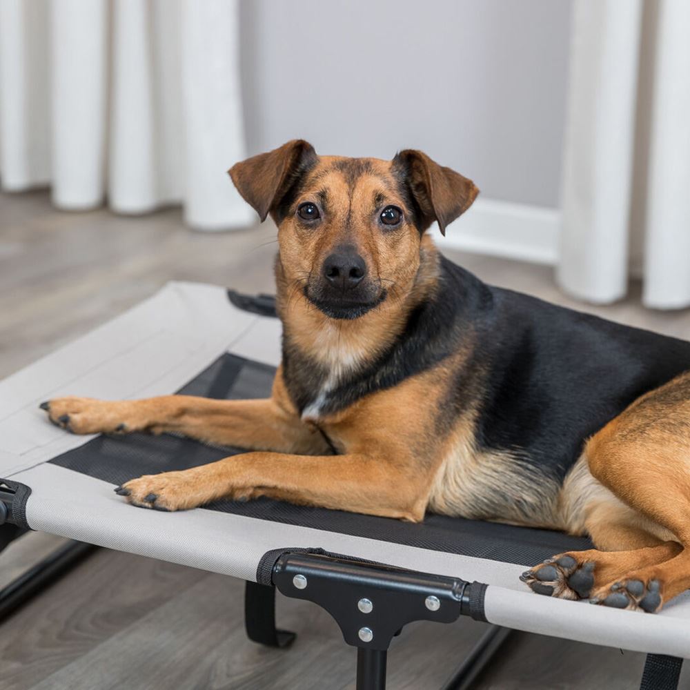 CAMA ELEVADA PARA CÃO