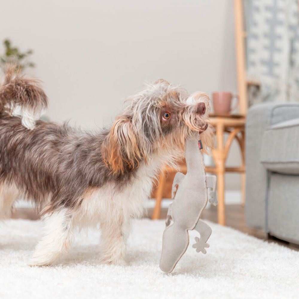 SALAMANDRA EM PELE GENUÍNA