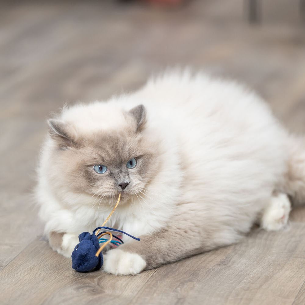 ANIMAIS MARINHOS EM PELÚCIA COM CATNIP