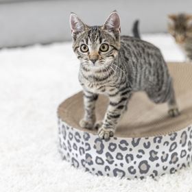 CAMA/ARRANHADOR EM CARTÃO "LEO"