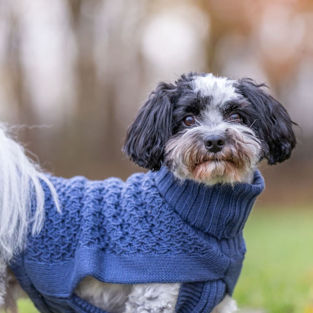 CAMISOLA "NORWOOD" PARA CÃES