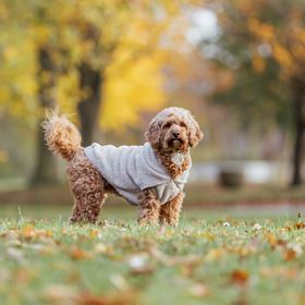 SWEAT "CARSON" PARA CÃES