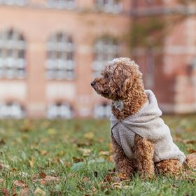 SWEAT "CARSON" PARA CÃES
