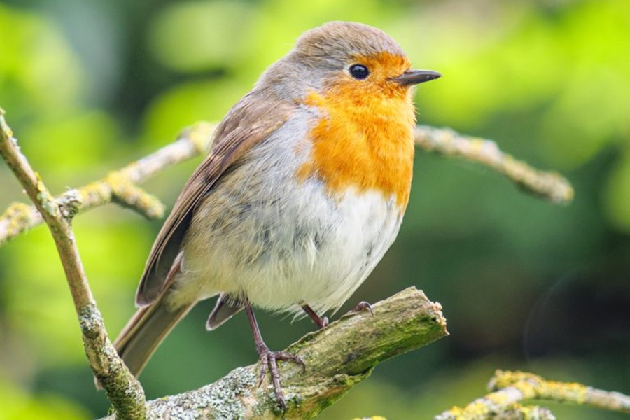 A importância dos brinquedos para as aves de estimação